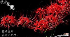 红色曼陀罗花开，生命的奇迹绽放 红色曼陀罗花语