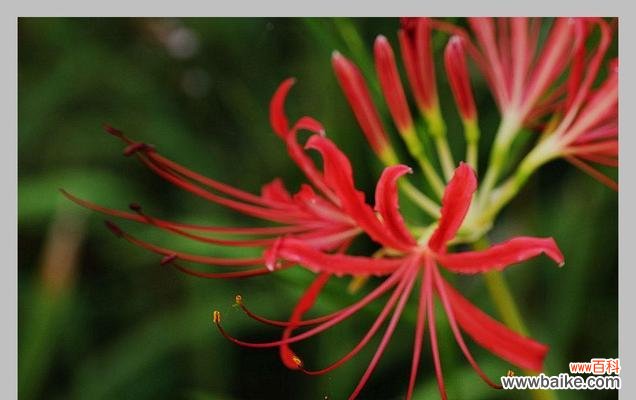 红色曼陀罗花开,生命的奇迹绽放 红色曼陀罗花语