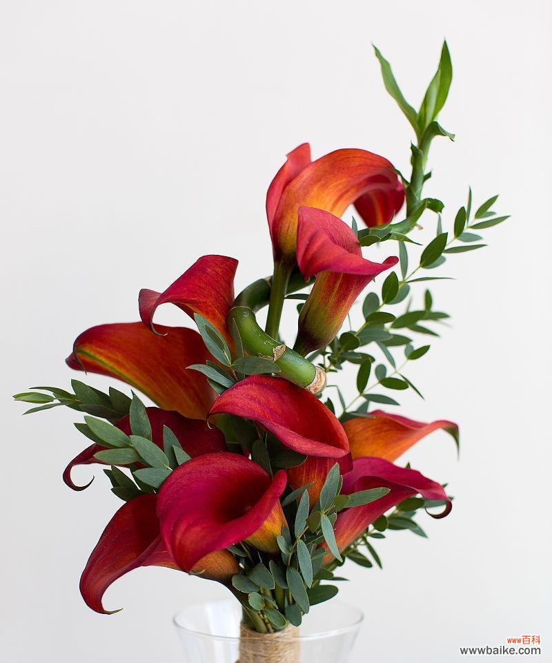 唤醒勇气，超越困境 红色马蹄莲