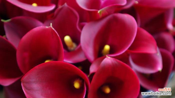 唤醒勇气，超越困境 红色马蹄莲