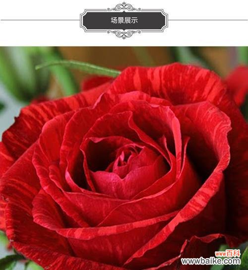 探索爱情与热情的关键——红色玫瑰的花语解读 红色玫瑰花语的深意