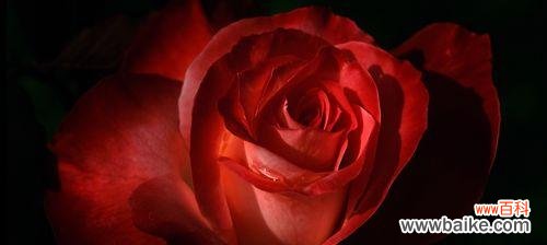 探寻红色玫瑰的浪漫与热情 红色玫瑰代表的意义及寓意