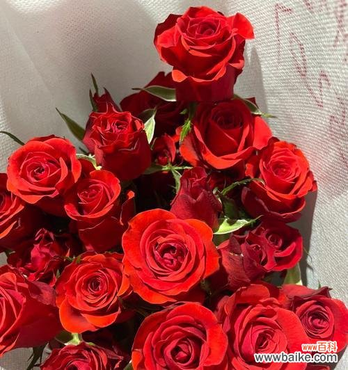 探索粉红色玫瑰所传递的深情意义 粉红色玫瑰花语的浪漫魅力