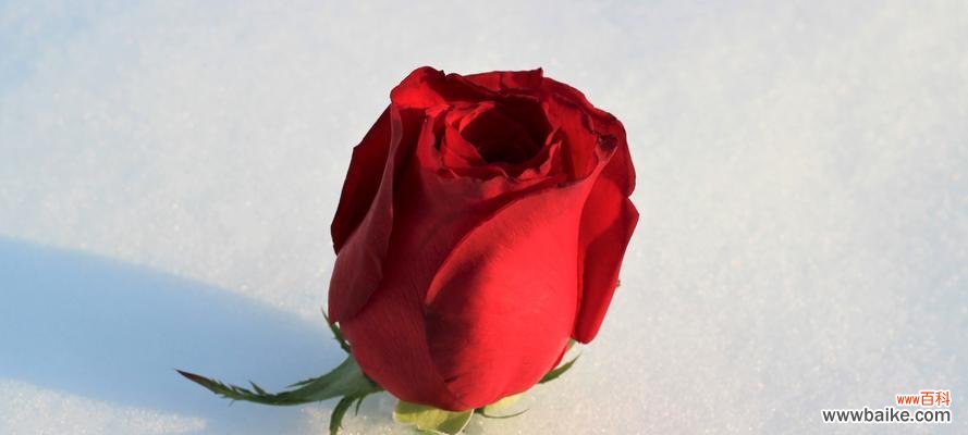 爱情的永恒诠释与真挚传递 19朵红色玫瑰花的深刻寓意