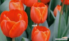 红色郁金香的浪漫与热情 红色郁金香的花语与意义