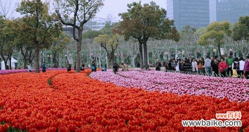 浪漫花海中的红色诱惑 红色郁金香的花语