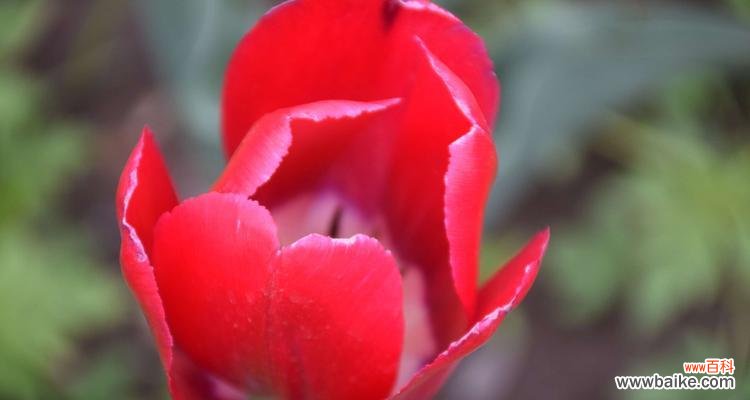 浪漫花海中的红色诱惑 红色郁金香的花语