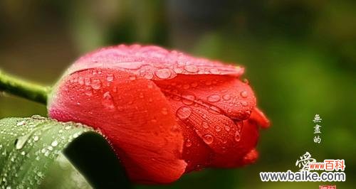 浪漫花海中的红色诱惑 红色郁金香的花语