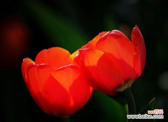 探究红色郁金香的历史和文化内涵 红色郁金香的象征意义