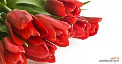 探究红色郁金香的历史和文化内涵 红色郁金香的象征意义