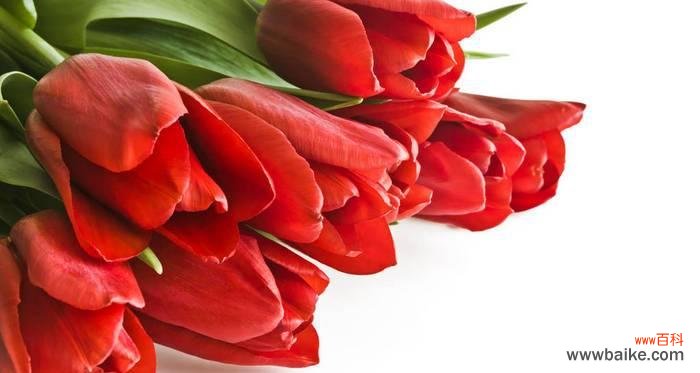 探究红色郁金香的历史和文化内涵 红色郁金香的象征意义