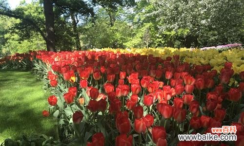探究红色郁金香的历史和文化内涵 红色郁金香的象征意义