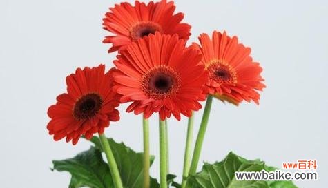 传递热情与勇气的红色太阳花,向阳而生 红色太阳花的寓意与花语