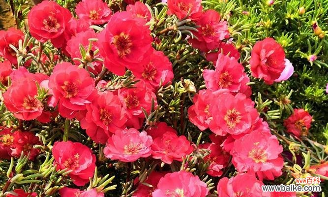 传递热情与勇气的红色太阳花,向阳而生 红色太阳花的寓意与花语