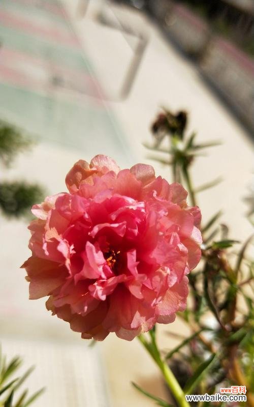 传递热情与勇气的红色太阳花,向阳而生 红色太阳花的寓意与花语