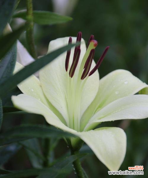 揭秘白百合花语的背后故事 白百合花语的深意与传承