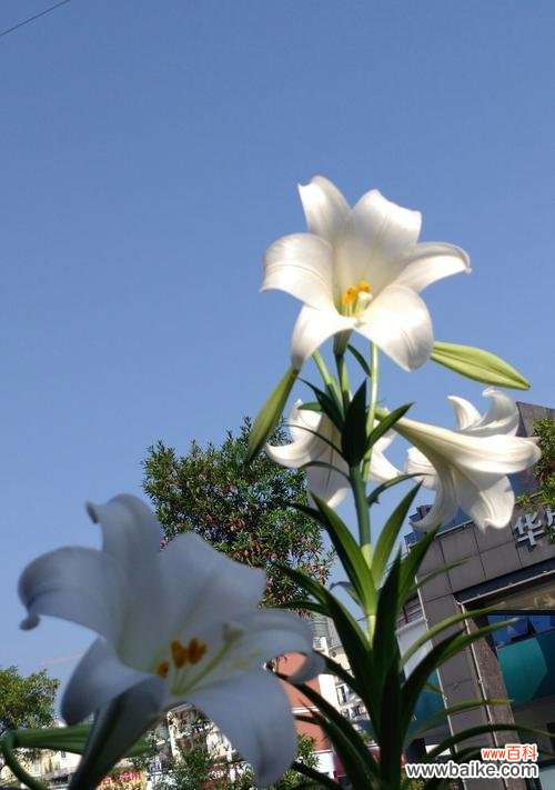 揭秘白百合花语的背后故事 白百合花语的深意与传承