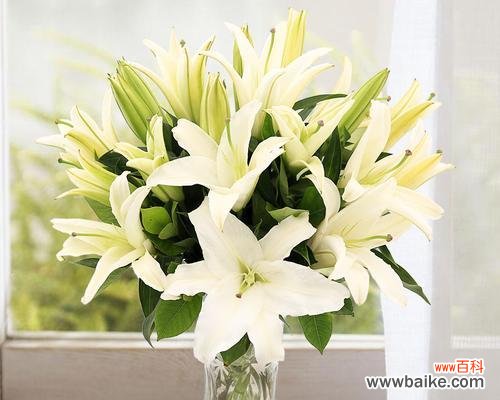 揭秘白百合花语的背后故事 白百合花语的深意与传承