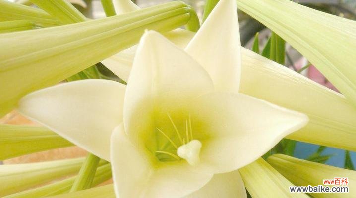 探寻白百合花的独特涵义 白百合花的寓意与象征