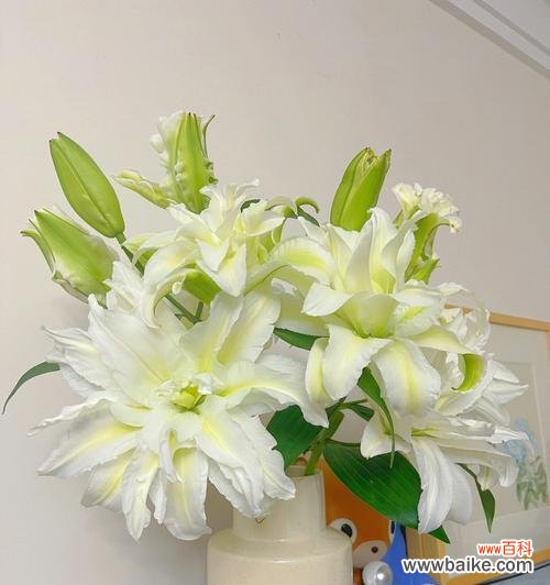 探寻白百合花的独特涵义 白百合花的寓意与象征