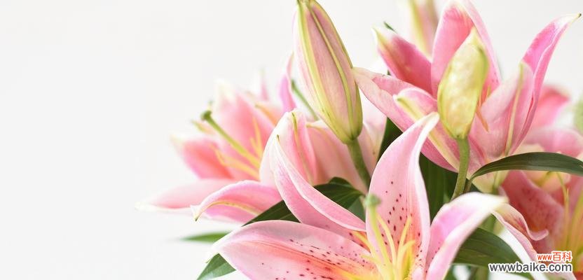 探寻白百合花的独特涵义 白百合花的寓意与象征