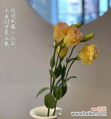 揭示白茶花的丰富寓意与神秘传承 白茶花的花语与美丽传说