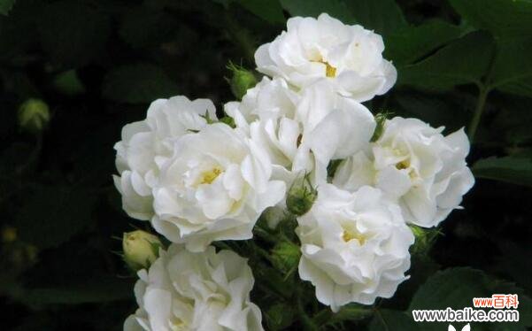 揭示白茶花的丰富寓意与神秘传承 白茶花的花语与美丽传说