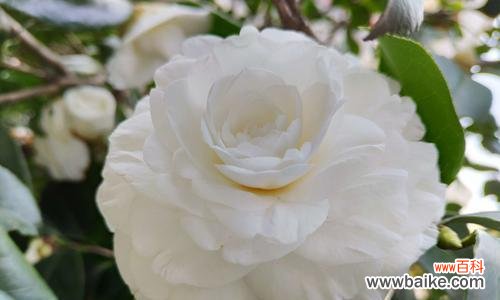 白茶花的寓意与文化传承 白茶花花语-自然纯洁的美