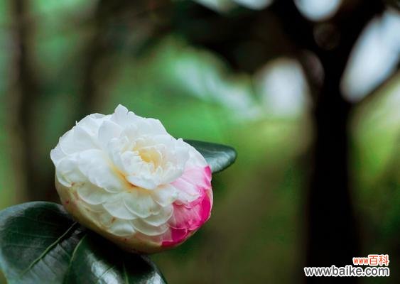 白茶花的寓意与文化传承 白茶花花语-自然纯洁的美