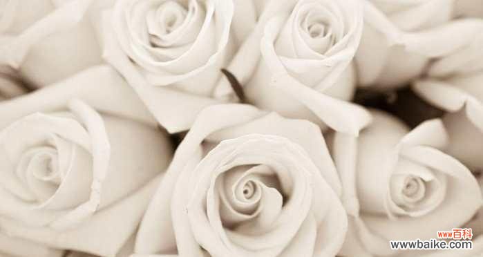 传递纯洁的芬芳 白瑰玫的花语