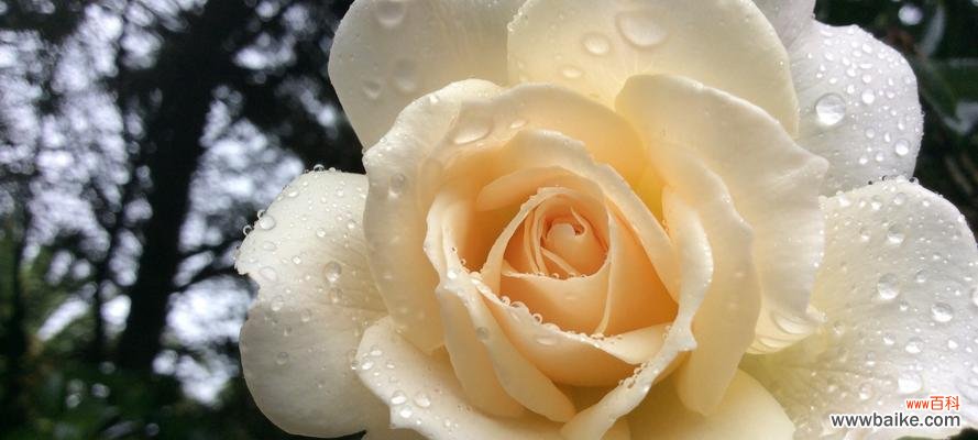 传递纯洁的芬芳 白瑰玫的花语