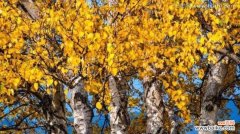 探寻白桦树作为象征的内涵与启示 白桦树的象征意义