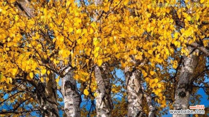 探寻白桦树作为象征的内涵与启示 白桦树的象征意义