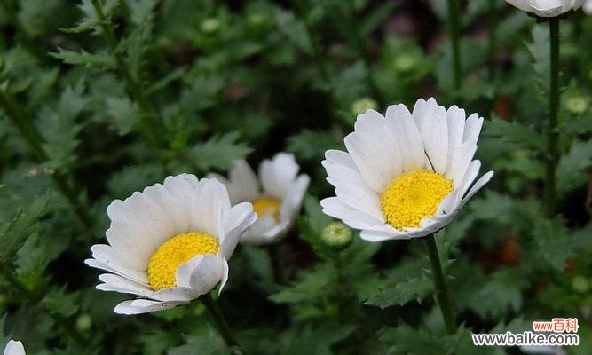 探寻白晶菊花的意义与象征 白晶菊花语的深刻含义