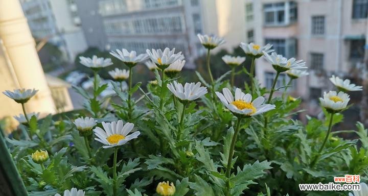 探寻白晶菊花的意义与象征 白晶菊花语的深刻含义