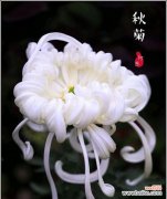 白菊花的美丽与哲学 白菊花的象征意义与传统文化