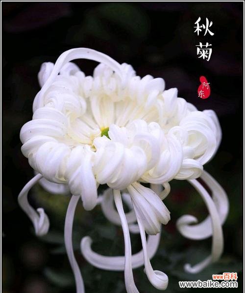 白菊花的美丽与哲学 白菊花的象征意义与传统文化