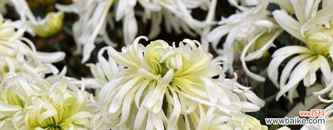 白菊花的美丽与哲学 白菊花的象征意义与传统文化