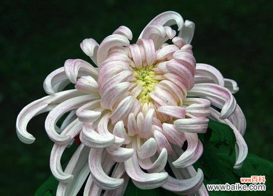 白菊花的美丽与哲学 白菊花的象征意义与传统文化