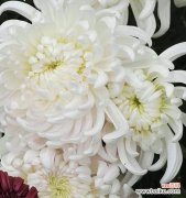 探秘白菊花的花语与象征意义 白菊花的花语——纯洁与永恒