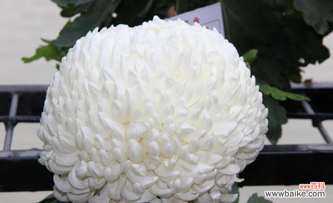 探索白菊花的深层寓意与美丽 白菊花