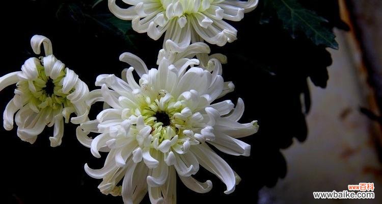 探索白菊花的深层寓意与美丽 白菊花