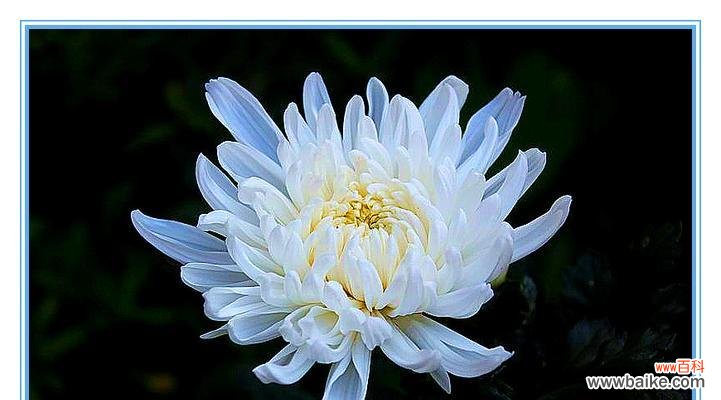 探索白菊花的深层寓意与美丽 白菊花