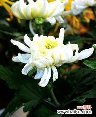 揭开白菊花的花语之谜 白菊花的寓意与象征