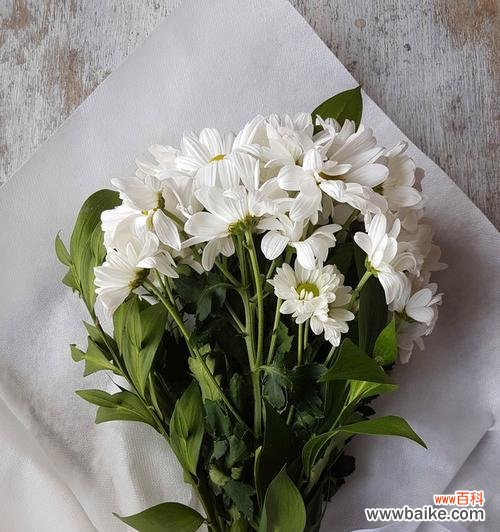 揭开白菊花的花语之谜 白菊花的寓意与象征