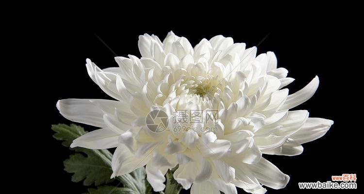 揭开白菊花的花语之谜 白菊花的寓意与象征