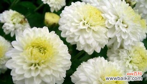 揭开白菊花深层的意义 白菊花的寓意与花语