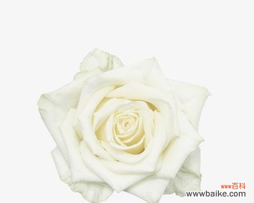 以白玫瑰为象征的含义及传说 白玫瑰