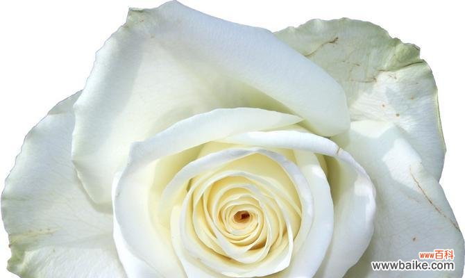 以白玫瑰为象征的含义及传说 白玫瑰