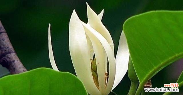 探寻白兰花的花语和象征意义 白兰花——纯洁与永恒的象征